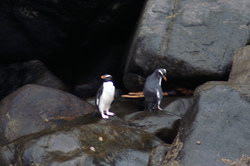 pingouins yeux jaunes